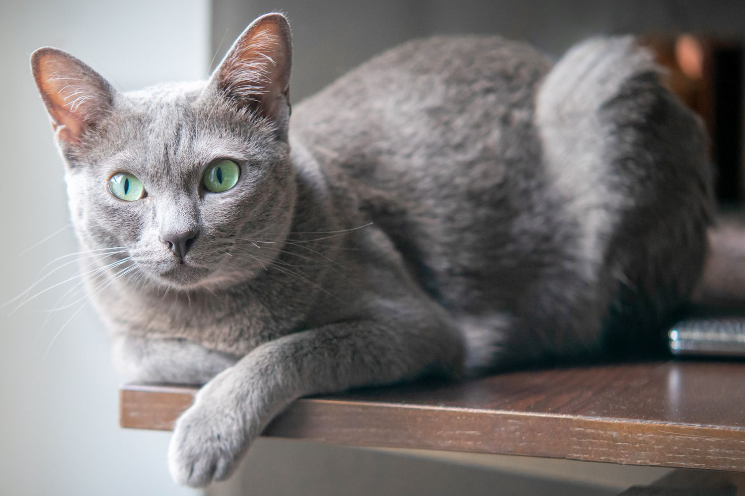 meo-korat-pet247-1-1
