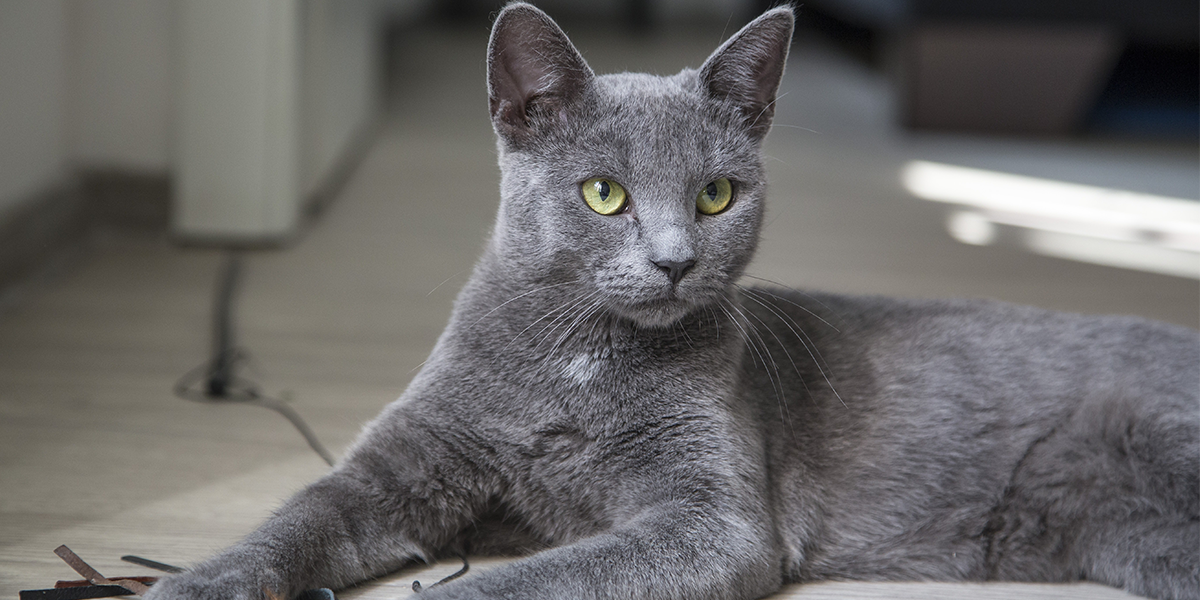 meo-korat-pet247-1