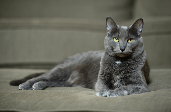 meo-korat-pet247-1