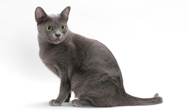 meo-korat-pet247-2