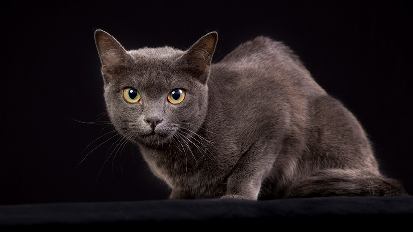 meo-korat-pet247-3
