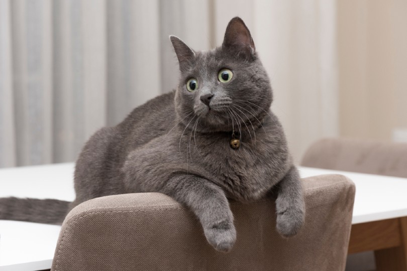 meo-korat-pet247-4