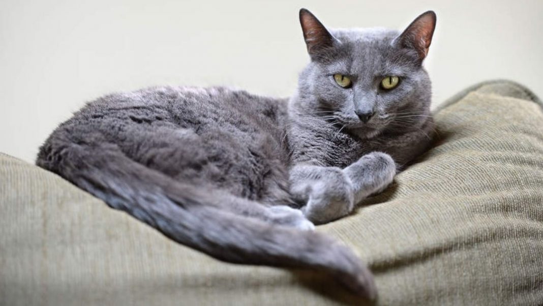 meo-korat