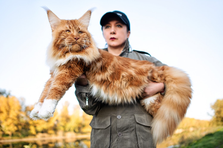 meo-maine-coon-1-1