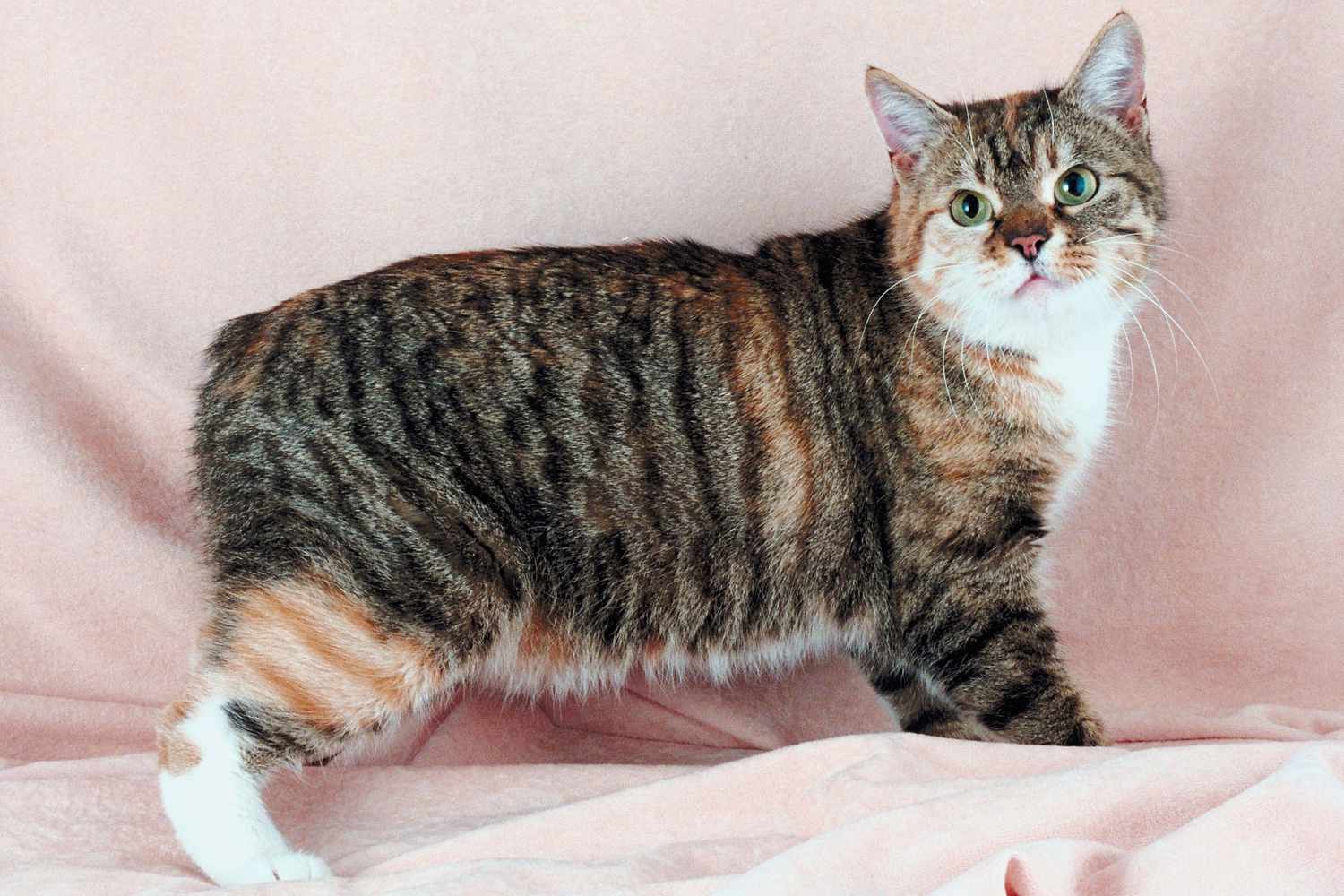 meo-manx-pet247-1