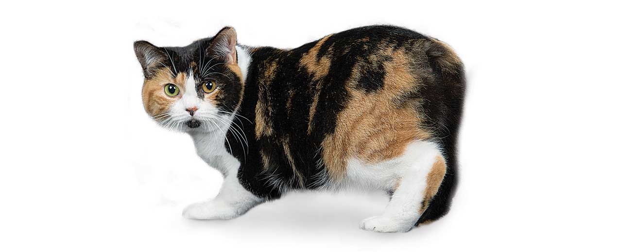 meo-manx-pet247-2