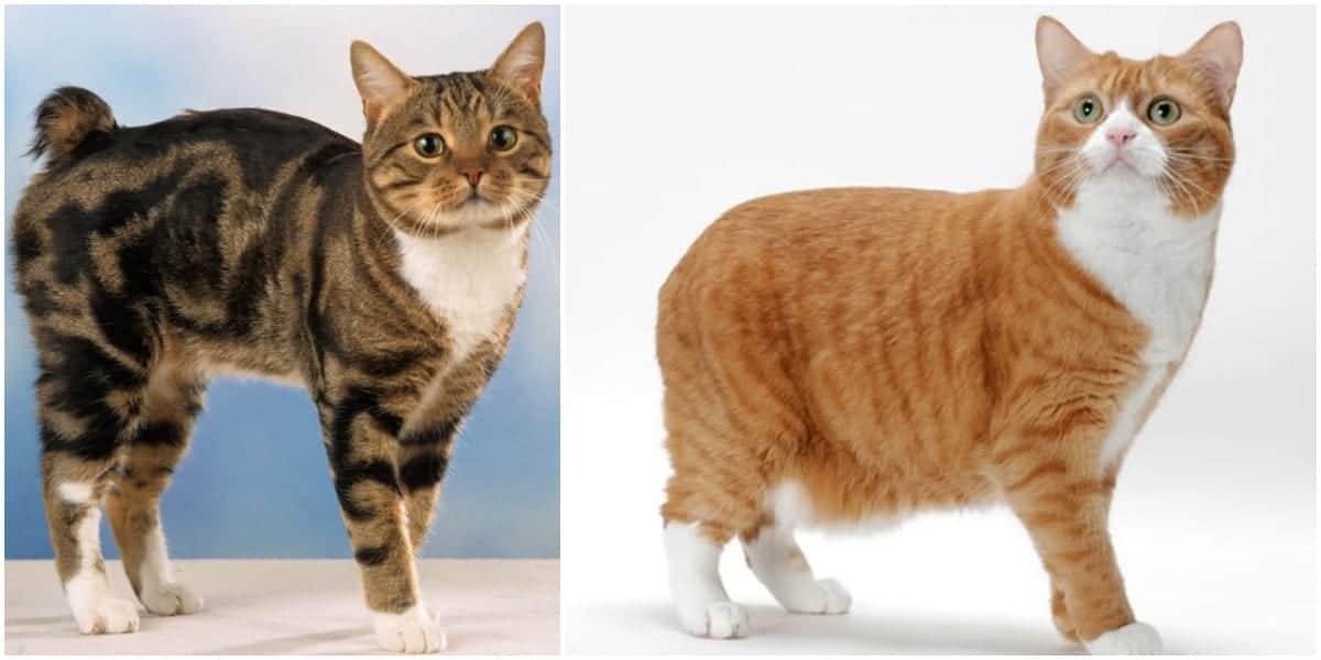 meo-manx-pet247-3