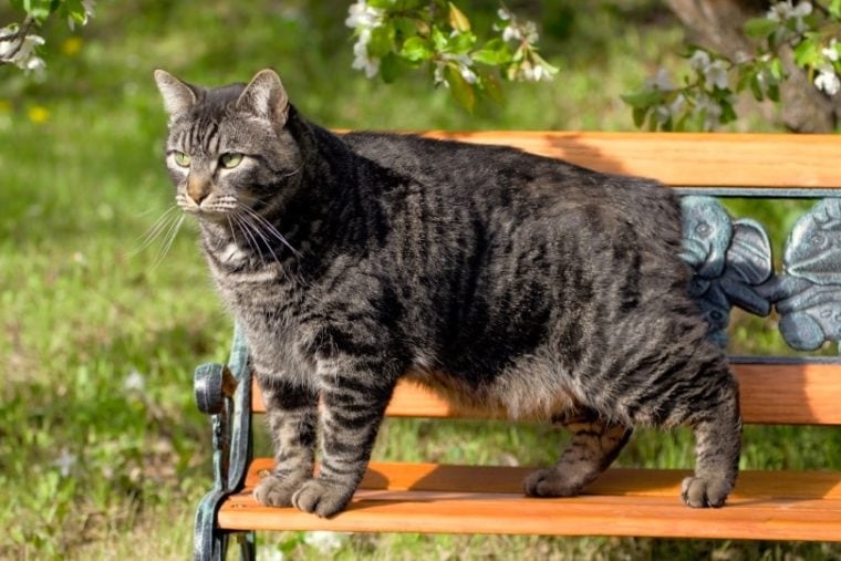 meo-manx-pet247-5-1