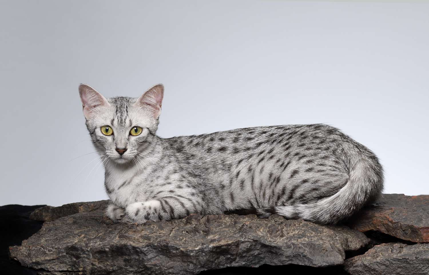 meo-mau-ai-cap-egyptian-mau-pet247-1-1
