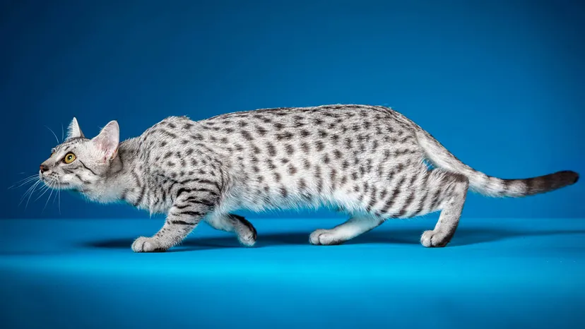 meo-mau-ai-cap-egyptian-mau-pet247-1