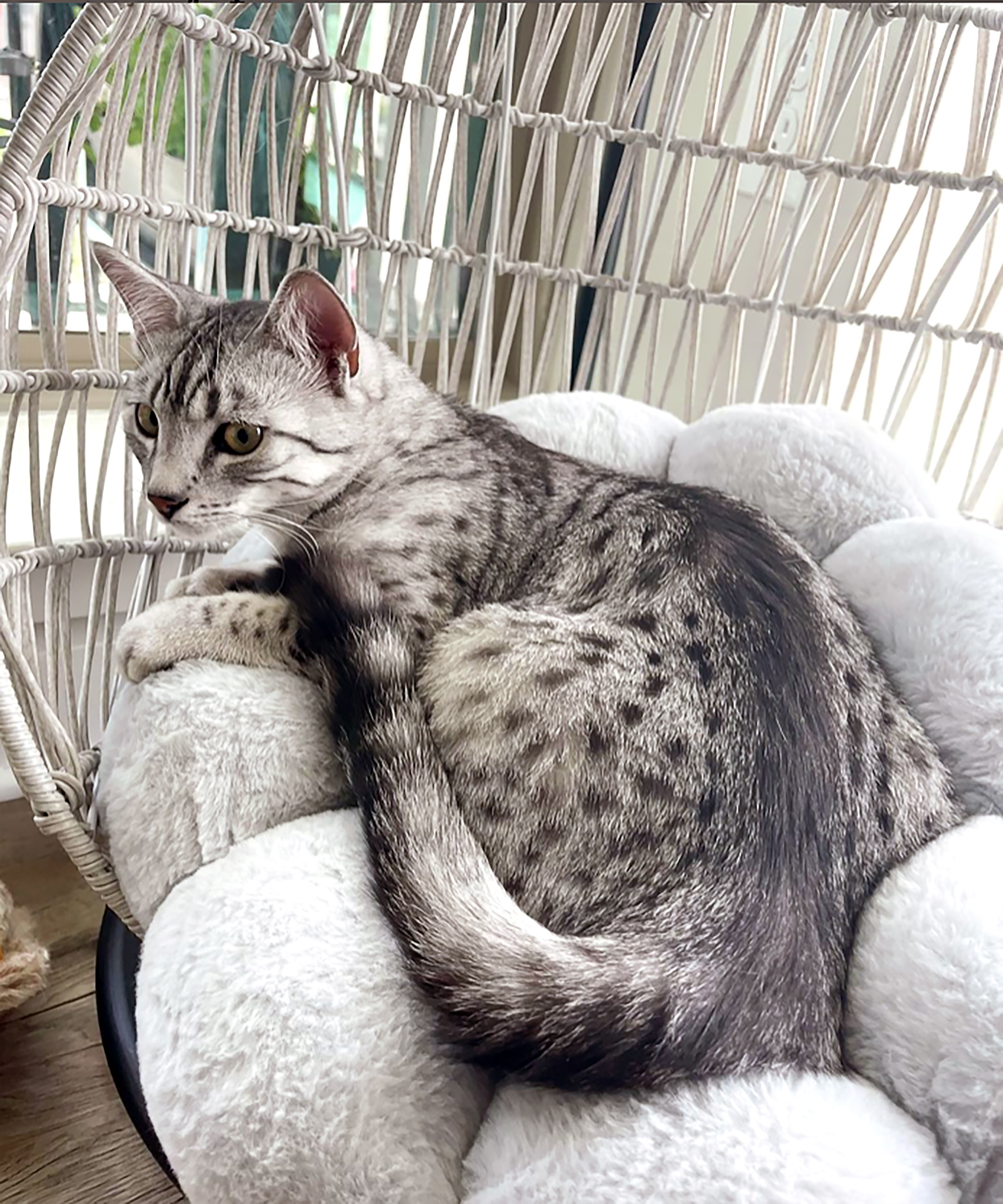 meo-mau-ai-cap-egyptian-mau-pet247-3