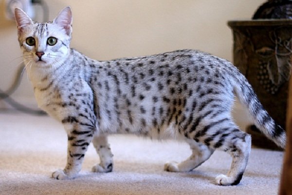 meo-mau-ai-cap-egyptian-mau-pet247-4
