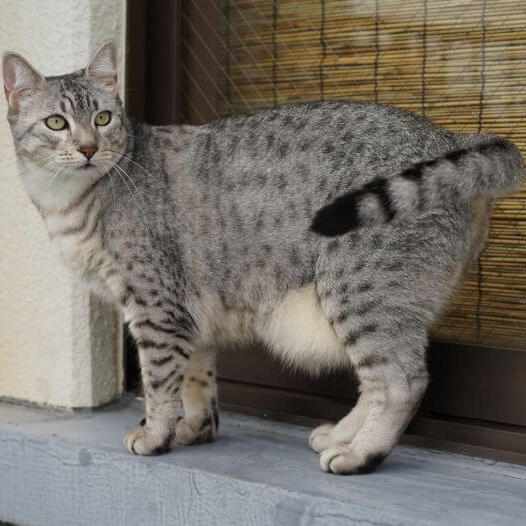 meo-mau-ai-cap-egyptian-mau-pet247-5