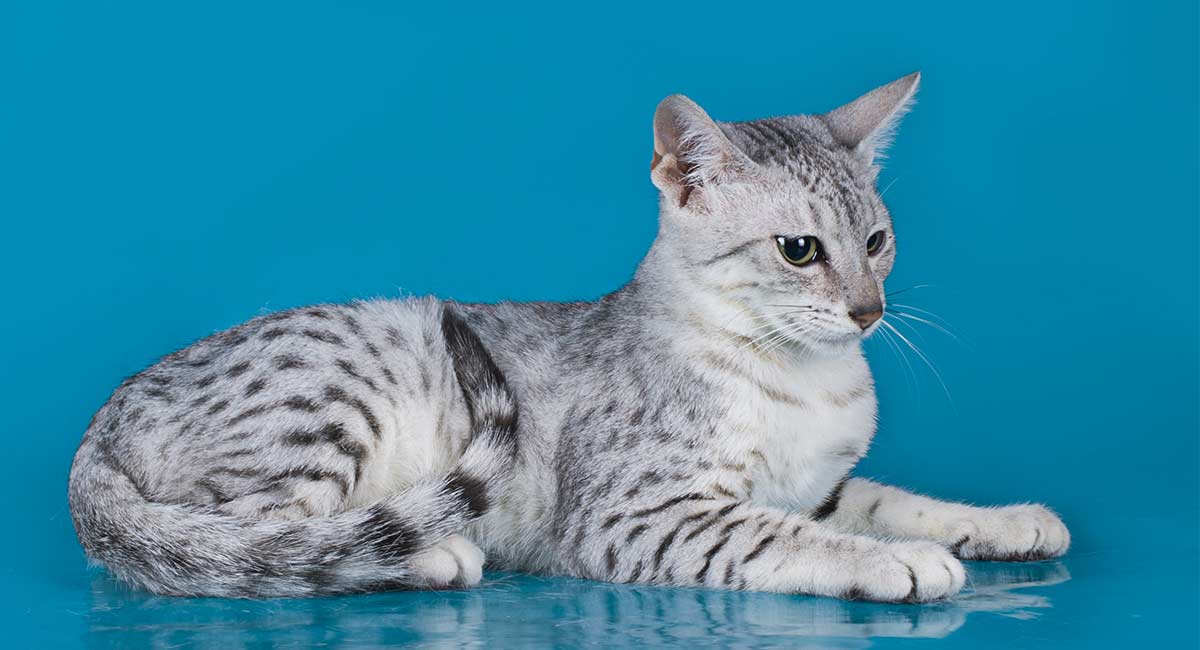 meo-mau-ai-cap-egyptian-mau-pet247-6