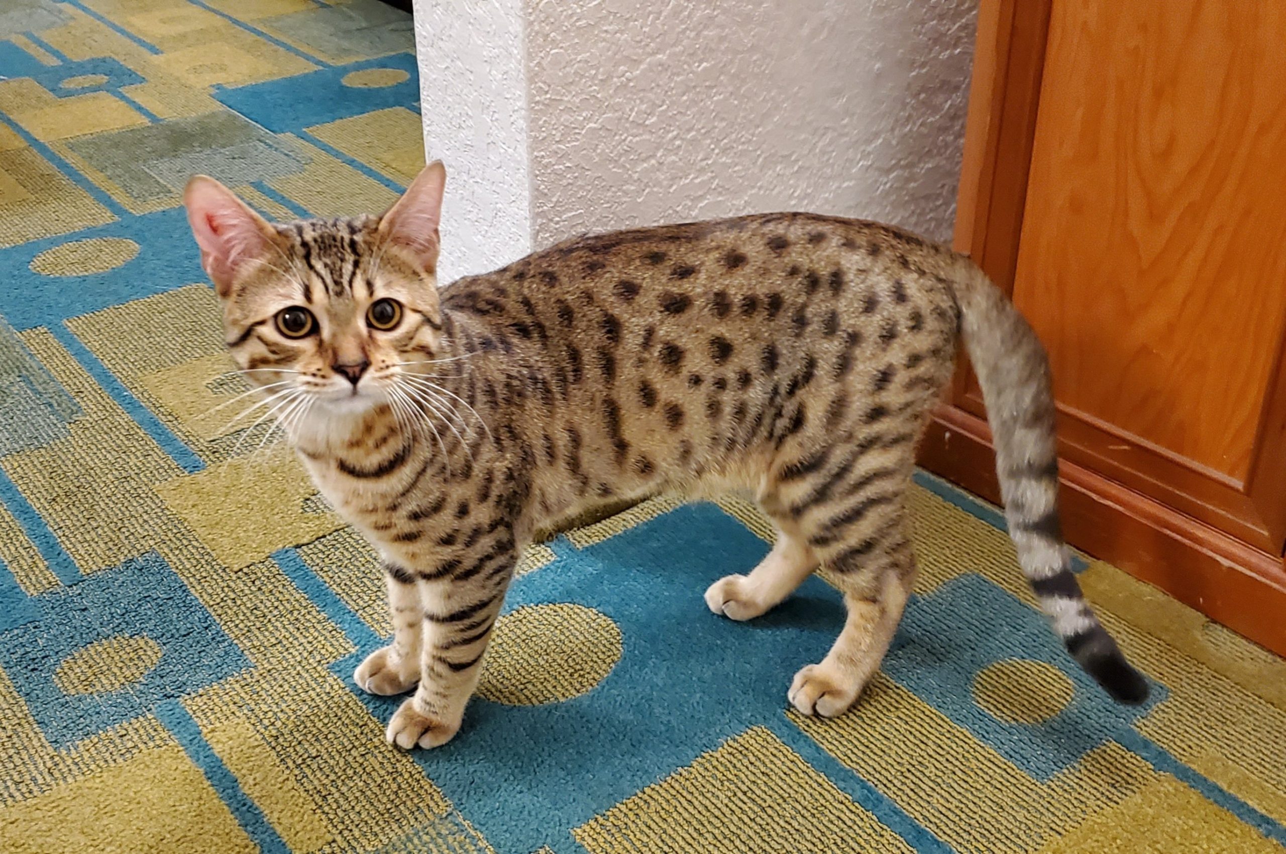 meo-mau-ai-cap-egyptian-mau-pet247-7-scaled-1