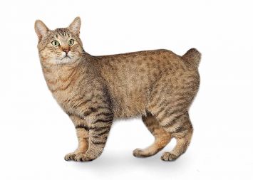 meo-my-duoi-cut-american-bobtail-1