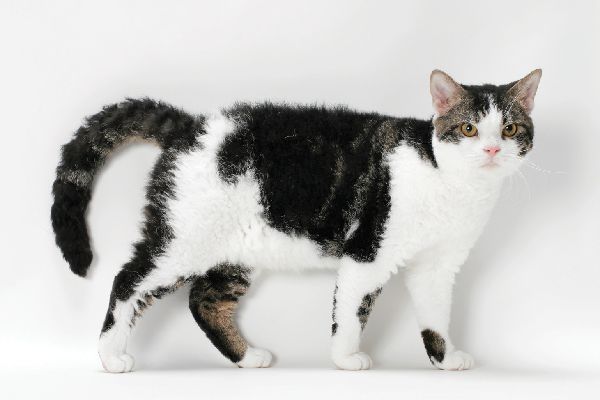 meo-my-long-soi-american-wirehair-1-1