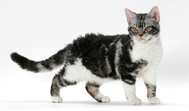 meo-my-long-soi-american-wirehair-2
