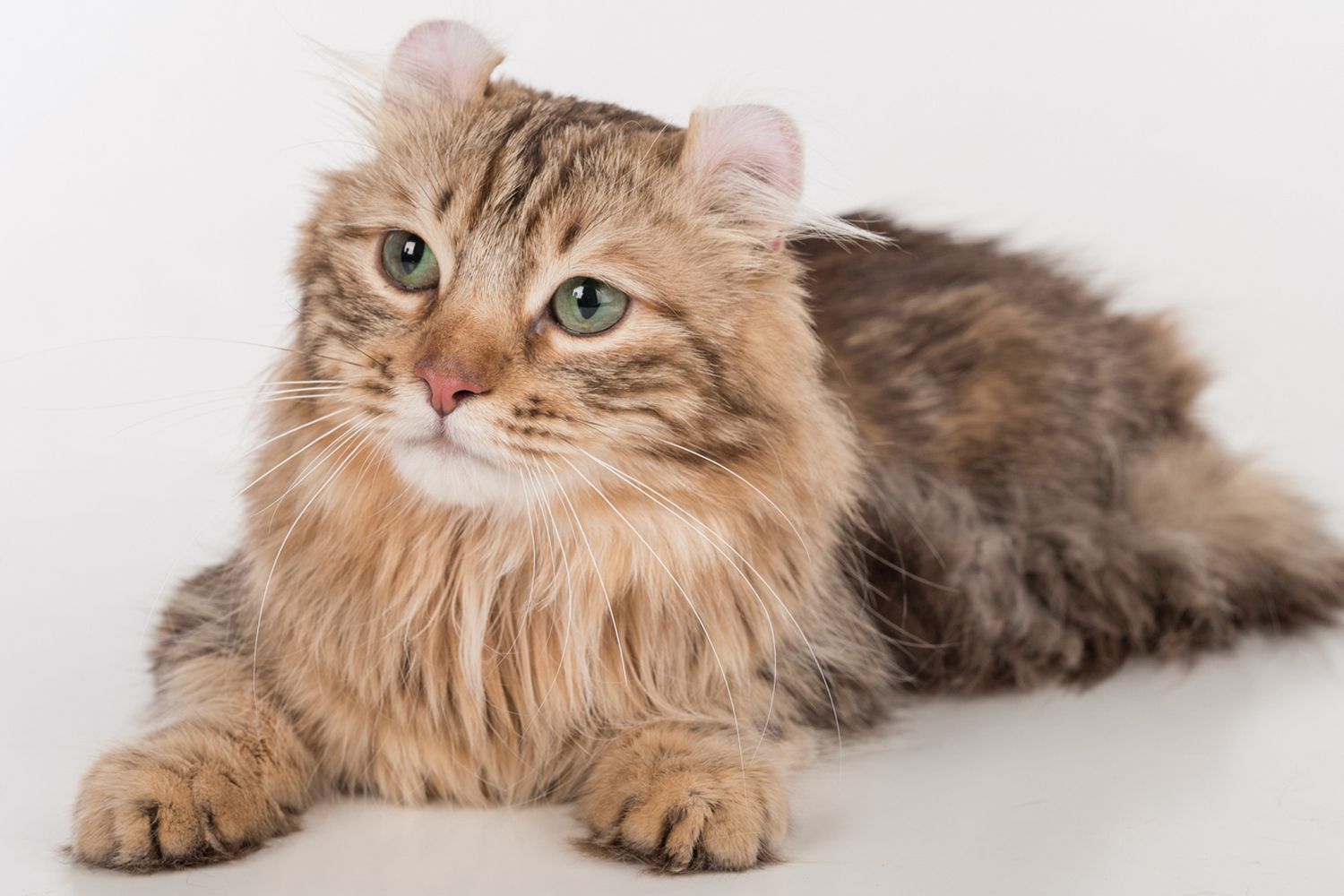 meo-my-tai-xoan-american-curl-1-1