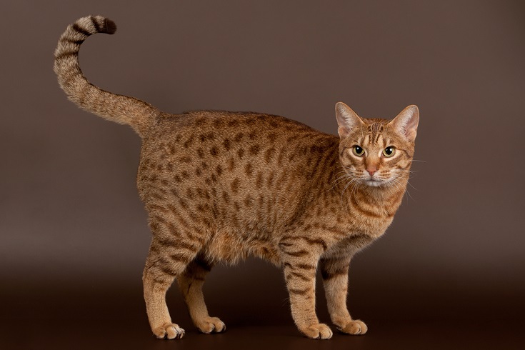 meo-ocicat-pet247-1
