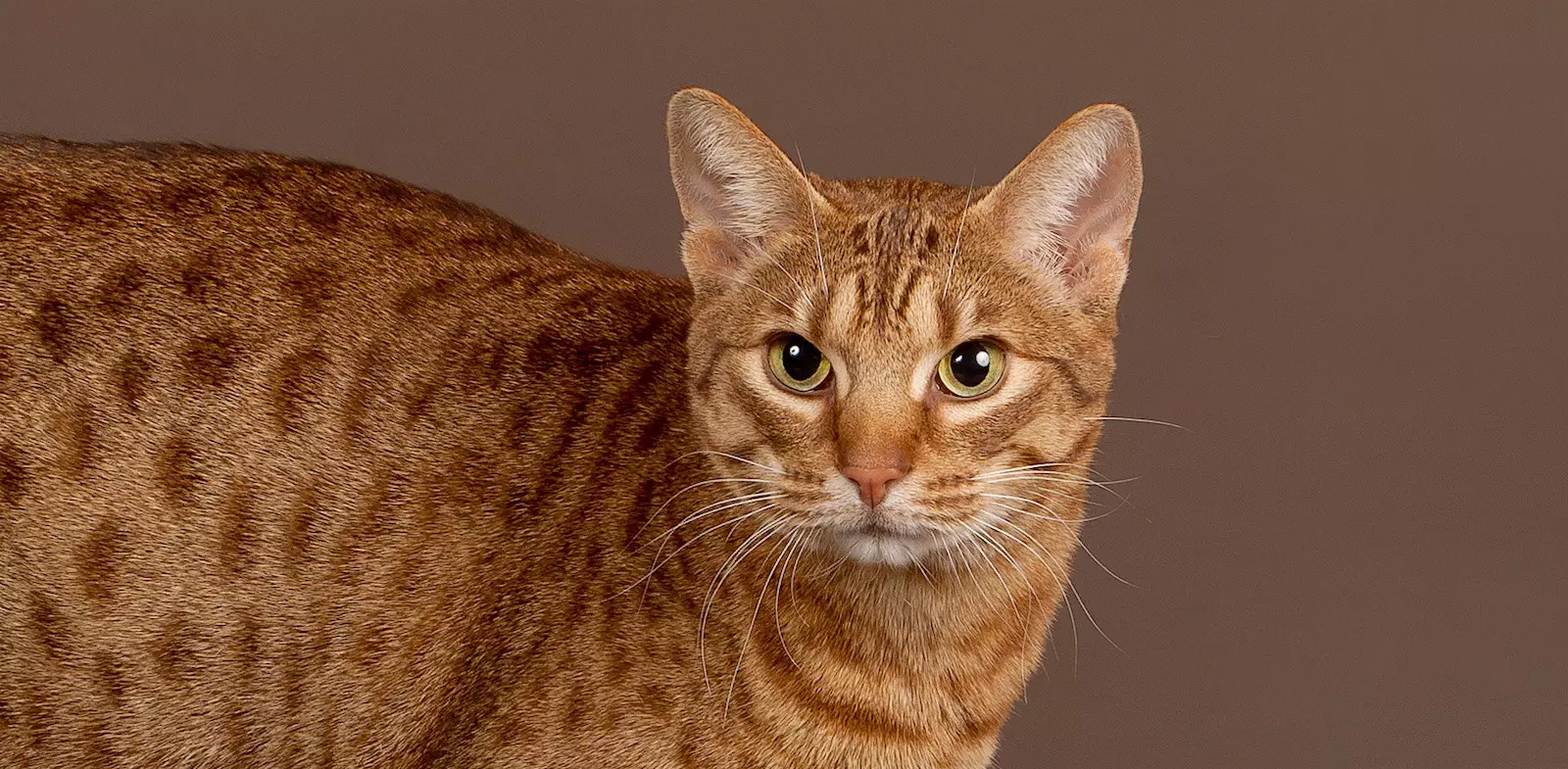 meo-ocicat-pet247-1