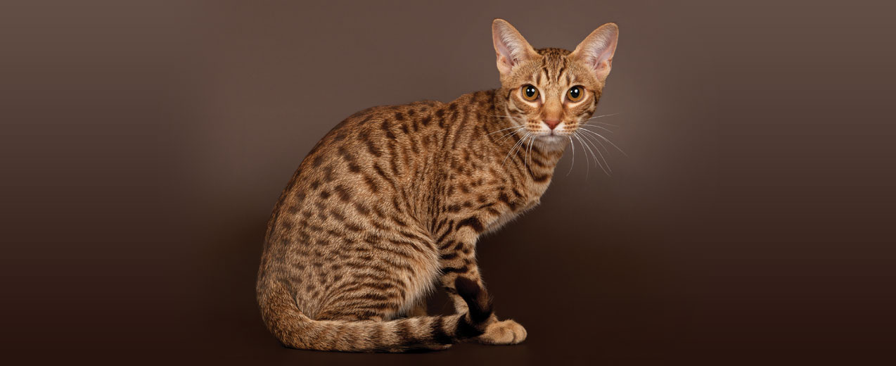 meo-ocicat-pet247-2-1
