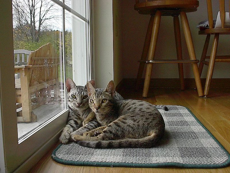meo-ocicat-pet247-2
