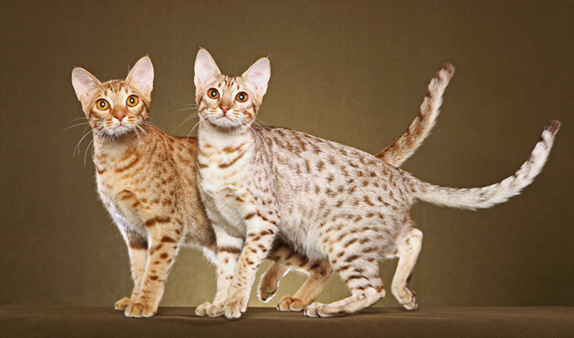 meo-ocicat-pet247-3
