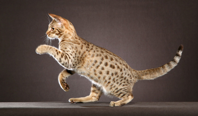 meo-ocicat-pet247-4