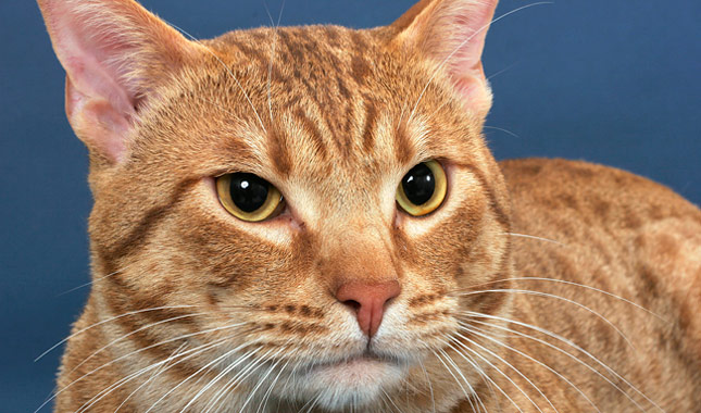 meo-ocicat-pet247-5