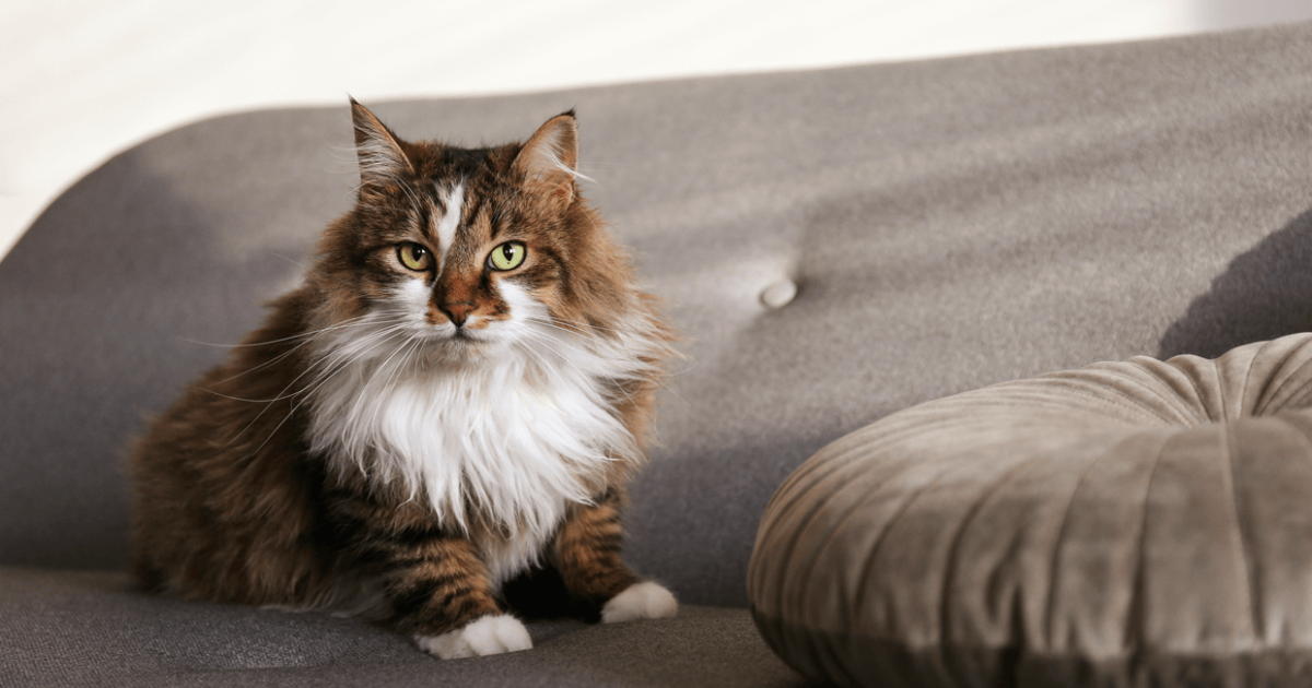 meo-ragamuffin-1-1