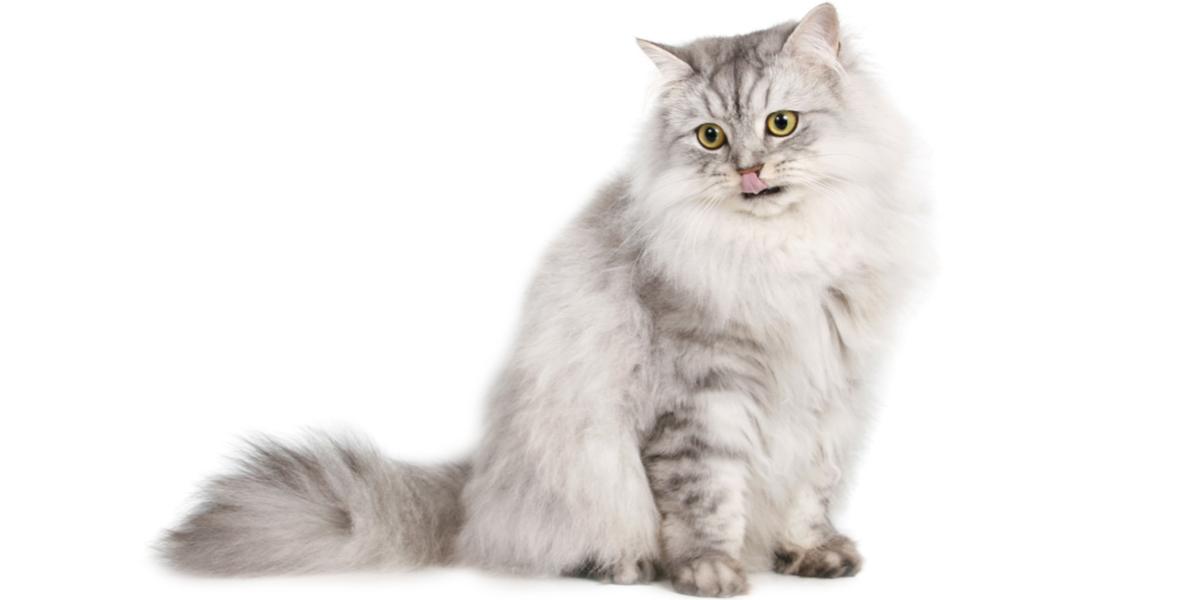 meo-ragamuffin-1