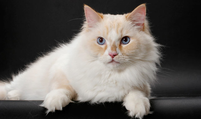 meo-ragamuffin-2
