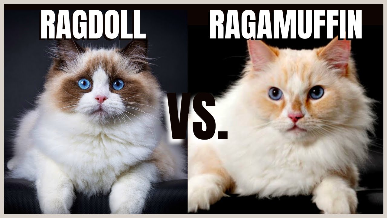 meo-ragamuffin-3