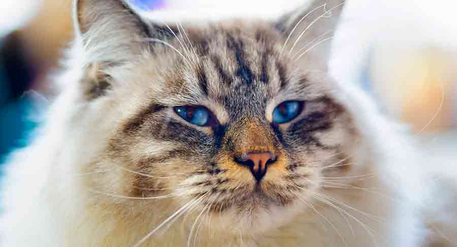 meo-ragamuffin-4
