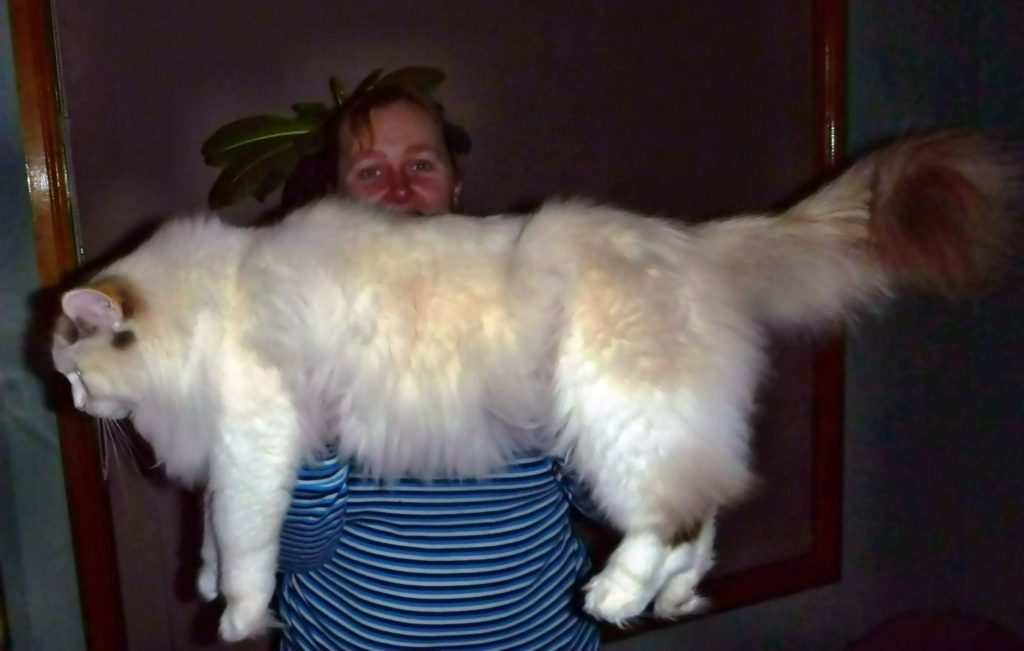 meo-ragdoll-1