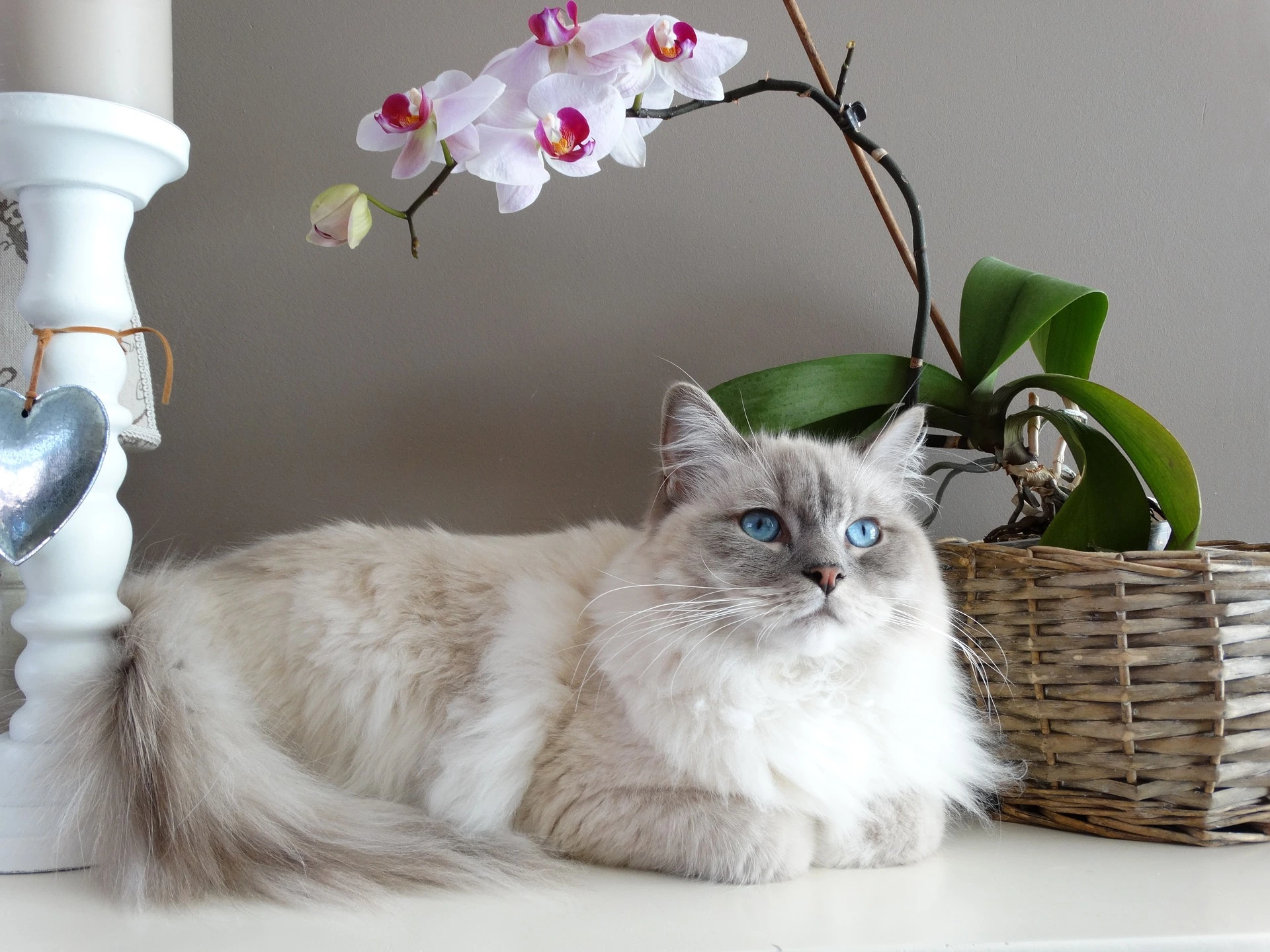 meo-ragdoll-pet247-1-1
