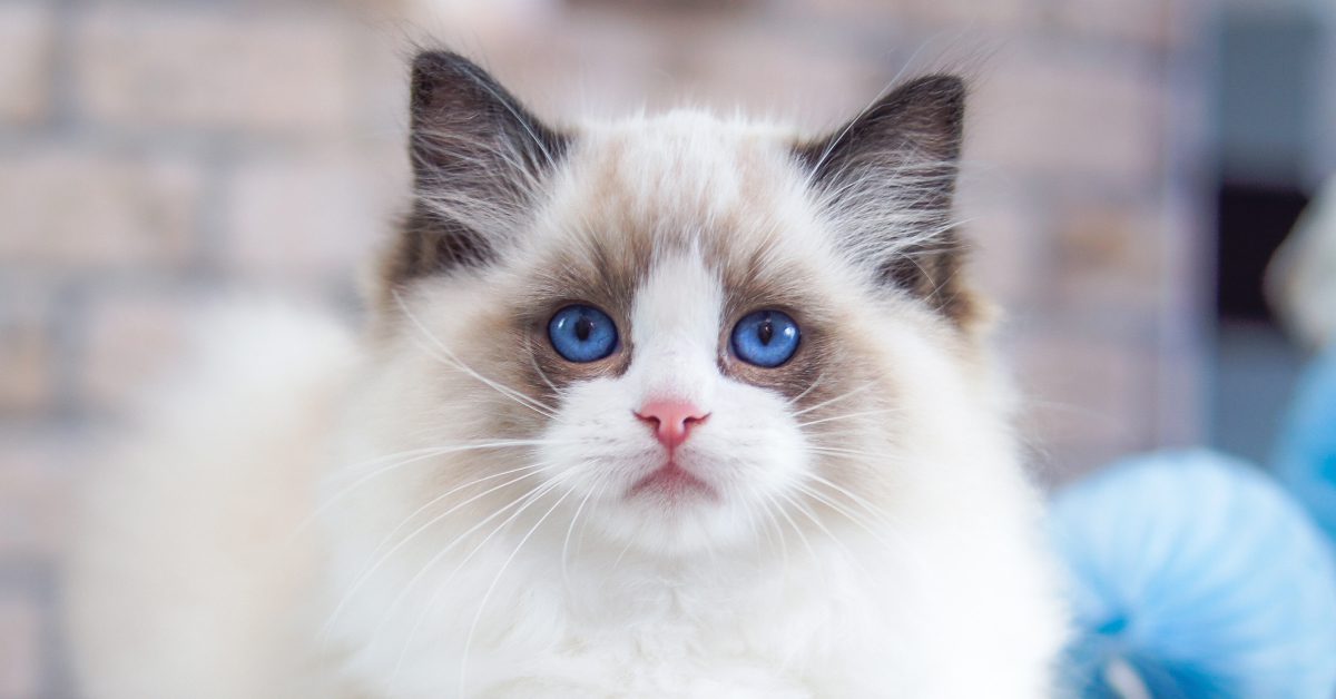 meo-ragdoll-pet247-2