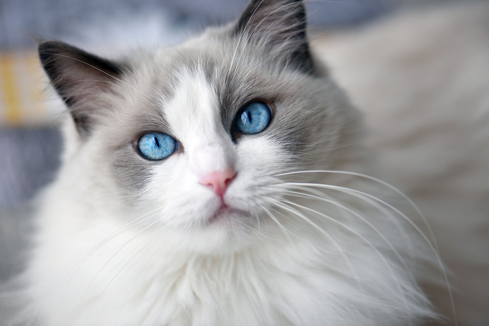 meo-ragdoll-pet247-3