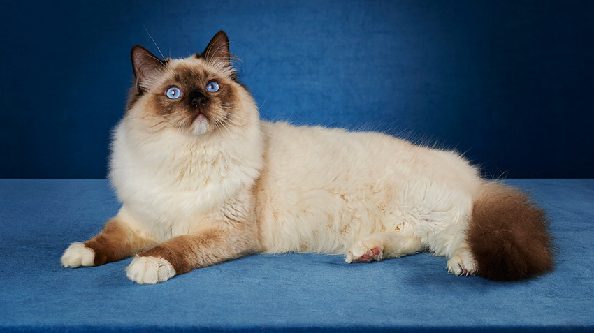 meo-ragdoll-pet247-4