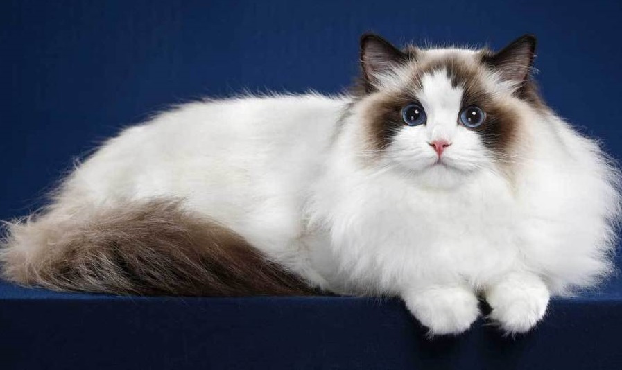 meo-ragdoll-pet247-5