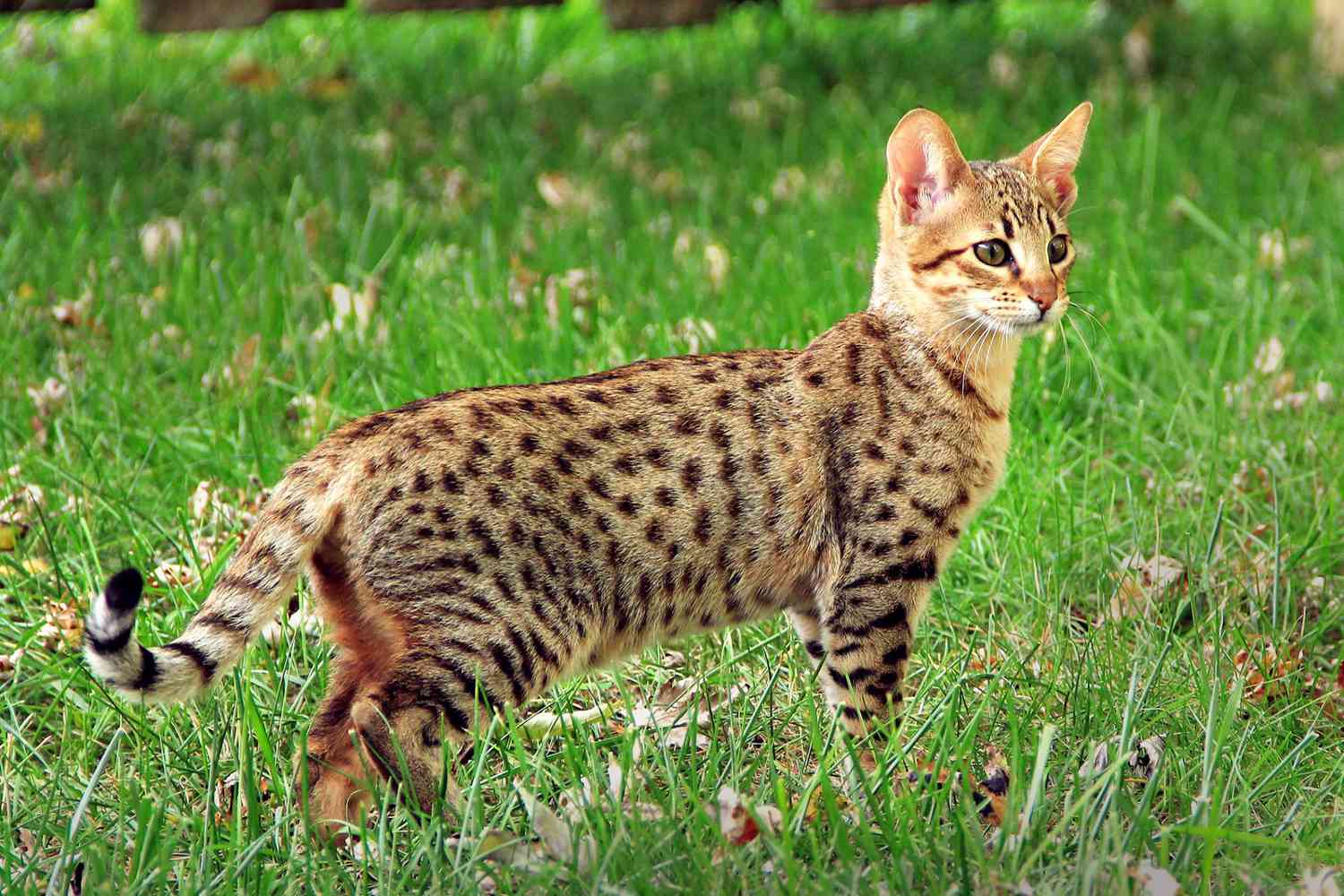 meo-savannah