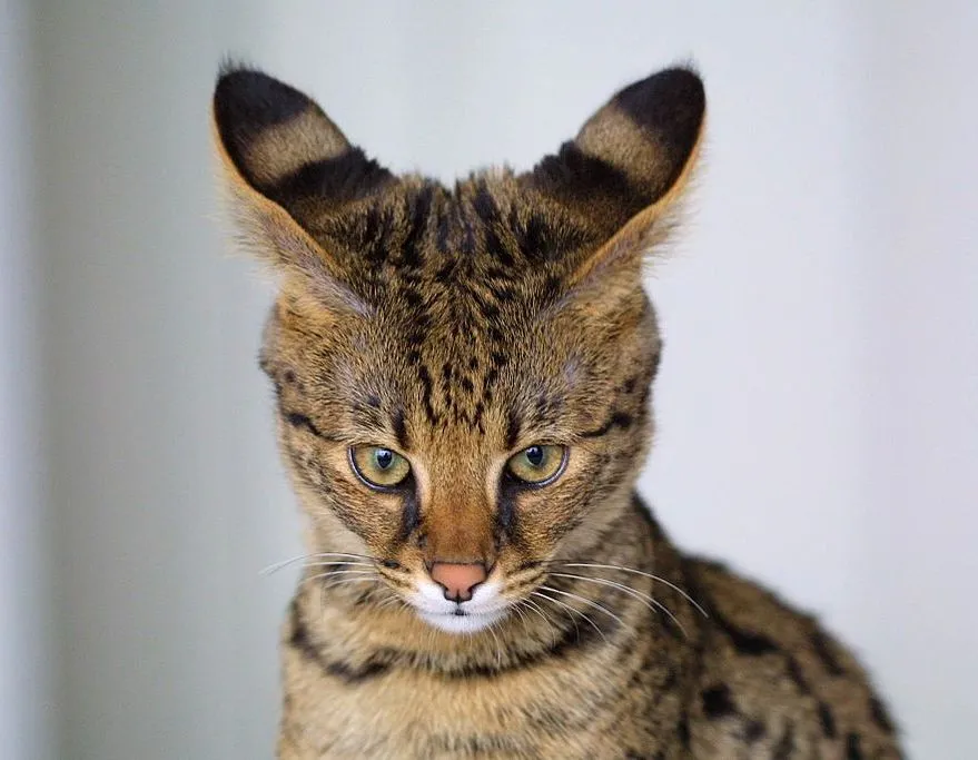 meo-savannah