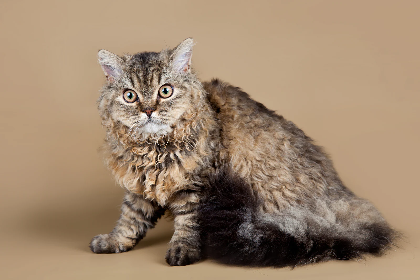 meo-selkirk-rex-pet247-1-1