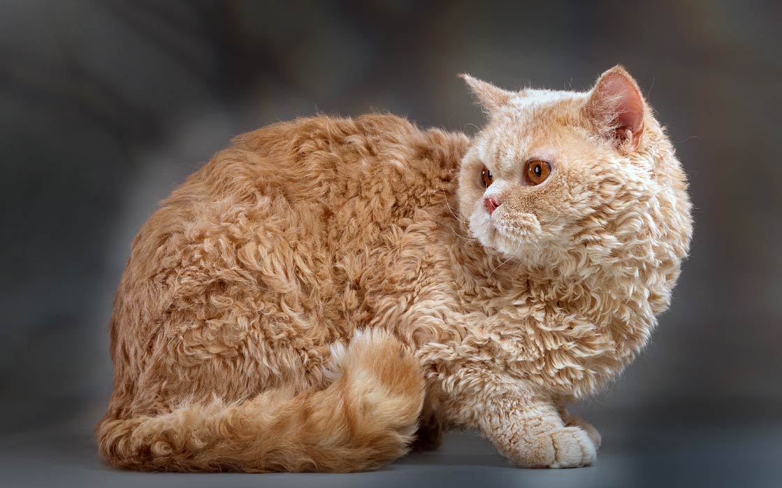 meo-selkirk-rex-pet247-1