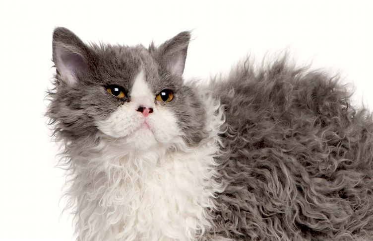meo-selkirk-rex-pet247-2