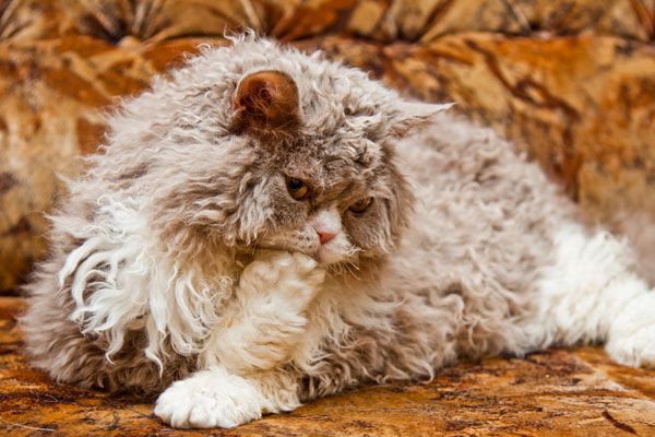meo-selkirk-rex-pet247-3