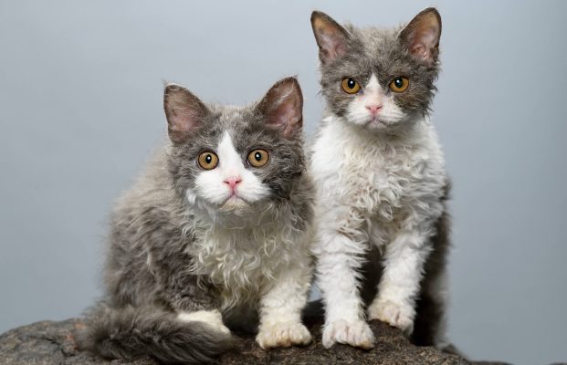 meo-selkirk-rex