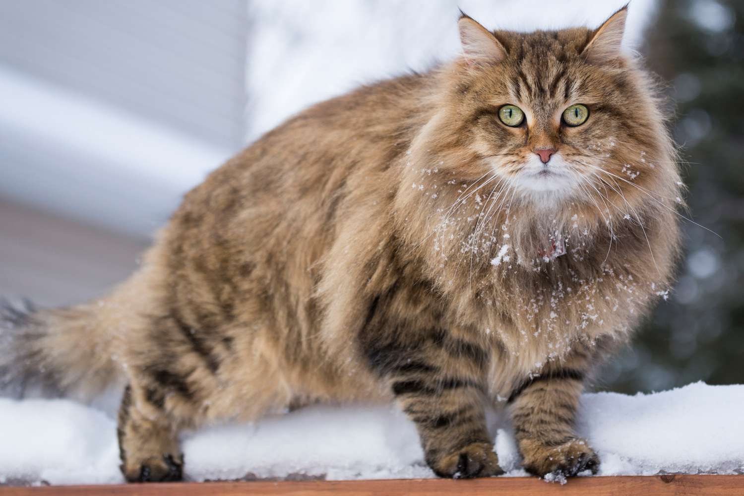 meo-siberian-1