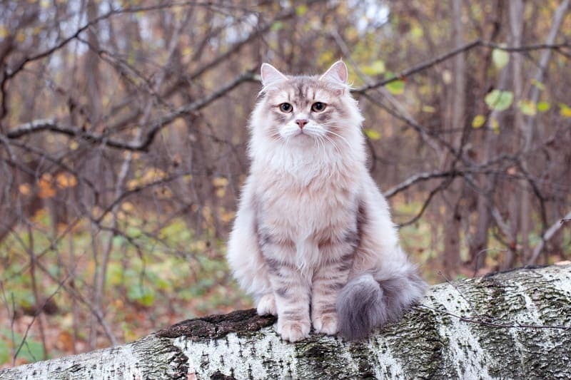 meo-siberian-2